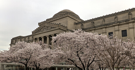 cherry blossom flowers in bloom in front of the brooklyn museum in prospect heights new york city...