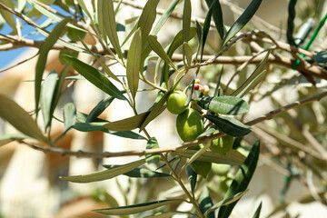 Tree branches with green olives outdoors