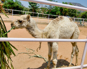 Camel in a cage at the zoo Animal in captivity