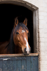 beautiful brown Lusitano mare looking in the farm stable equine