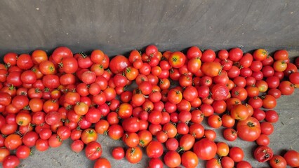Delicious and fresh Tomatoes from the garden