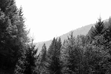 Background black and white trees mountains view during a sunny sky day