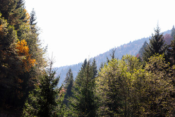 Background Autumn trees mountains view during a sunny sky day