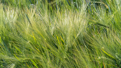 Close-up of green barley stalks in a summer field..Ears of ripening harvest and panicles of grains...