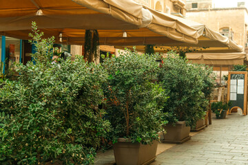 Fototapeta premium Beautiful trees near modern restaurant