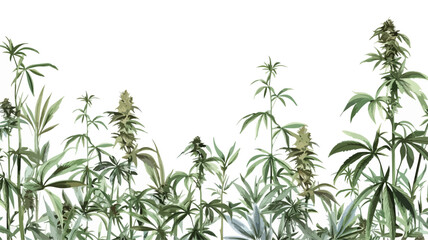 Hanf Anbau Cannabis Pflanze Medizin - obrazy, fototapety, plakaty
