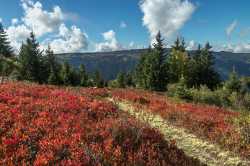 Couleurs d' automne avec les myrtilliers , vue sur le Grand Rocher , dans la chaîne de Belledonne...