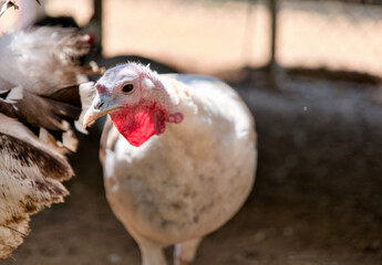 Turkey on the farm Turkey on the farm Turkey on the farm