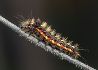 Acronicta rumicis