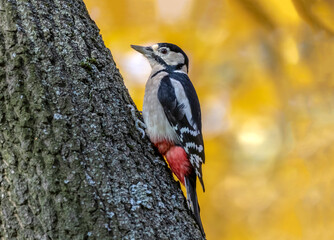 great spotted woodpecker
