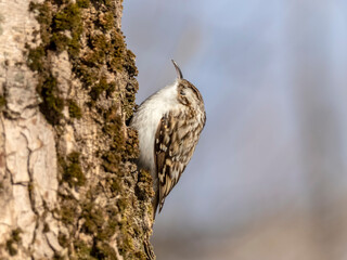 The Eurasian treecreeper