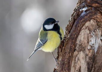 Fototapeta premium A great tit