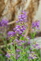 Fototapeta premium Hesperis Bicuspidata flowers in Saint Gallen in Switzerland