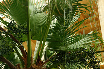 Beautiful palm tree outdoors, closeup
