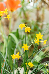 Narcissus X Intermedius flowers in Saint Gallen in Switzerland