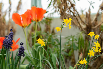 Narcissus X Intermedius flowers in Saint Gallen in Switzerland