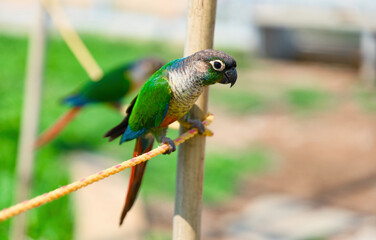 Colorful parrot sitting on a rope in the garden Shallow depth of field