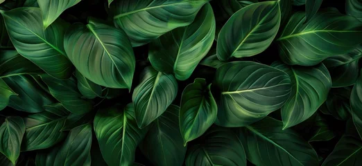 Fotobehang Lily leaves are thick and lush green, exotic plants in tropical climates © Instacraft.Studio
