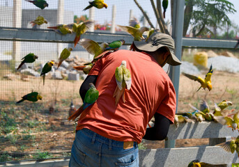 Unlikely Friends in the Park Man Shares a Snack with Vibrant Parrots - obrazy, fototapety, plakaty