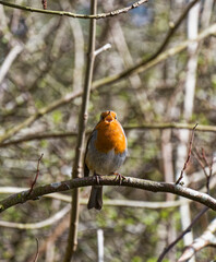 Robin, Erithacus rubecula, singing in the UK spring with copy space.