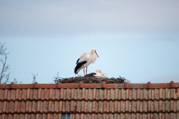Couple white storks on the nest, stork breeding in spring, ciconia, Alsace France, Oberbronn
- 775254516
