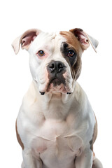 American Bulldog isolated on transparent background