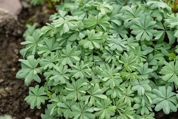 Chilean oxalis or Oxalis Adenophylla plant in Saint Gallen in Switzerland