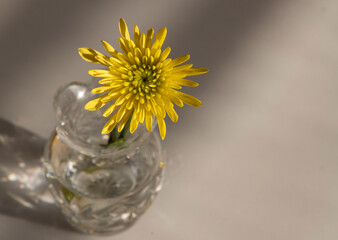 yellow dandelions in a glass