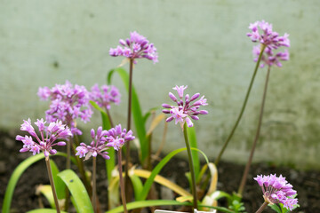 Pink agapanthus or Tulbaghia Simmleri flowers in Saint Gallen in Switzerland