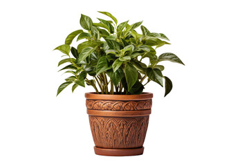 Ethereal Foliage: Vibrant Potted Plant Standing Out on White. White or PNG Transparent Background.