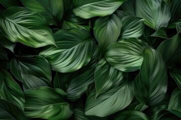 Lily leaves are thick and lush green, exotic plants in tropical climates