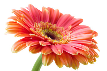 Radiant Coral Gerbera Daisy Isolated on White Transparent Background, PNG
