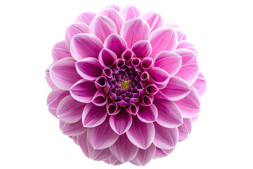 Lavender Dahlia Flower Isolated on White Transparent Background, PNG
