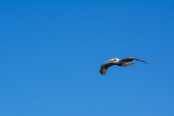 Pelican flying over Miami Beach in Florida on a beautiful sunny day