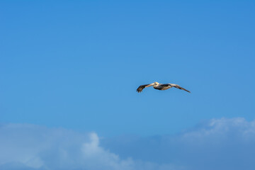 Pelican flying over Miami Beach in Florida on a beautiful sunny day - 775262532