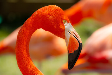 Nice specimen of flamingo taken in a large zoological garden