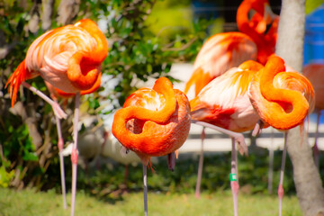 Nice specimen of flamingo taken in a large zoological garden - 775262555