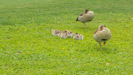 Cute Egyptian goose family resting on the lawn of a golf course - 775262599