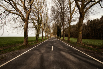 Fototapeta premium Carretera con árboles
