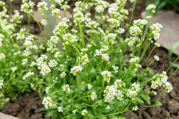 Draba Nivalis flowers in Saint Gallen in Switzerland
