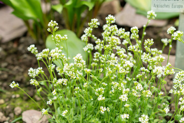Draba Nivalis flowers in Saint Gallen in Switzerland