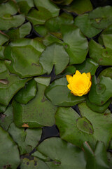 yellow water lily floating among leaves