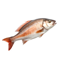fish isolated photography transparent background