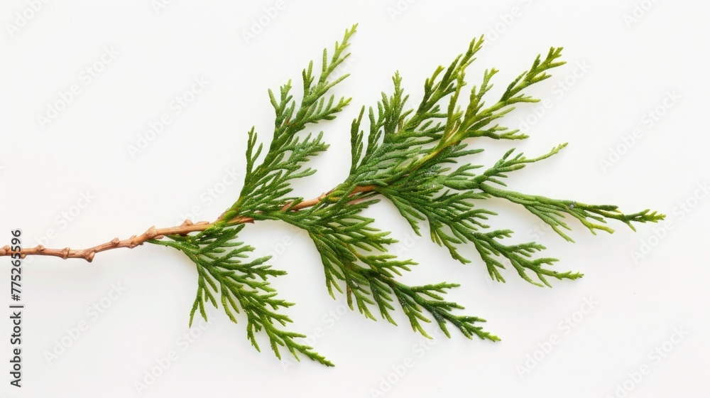 Poster a branch of a tree with vibrant green leaves. suitable for nature and environmental themes