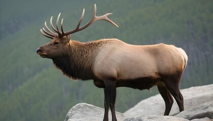 an-elk-bull-standing-on-a-rocky-outcrop-surveying-upscaled_2