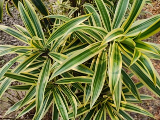 Obraz premium Tropical plant with yellow and green leaf