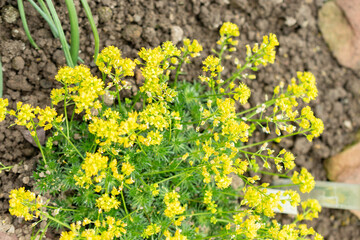 Obraz premium Draba Lasiocarpa flowers in Saint Gallen in Switzerland
