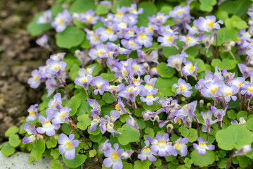 Cymbalaria Microcalyx flowers in Saint Gallen in Switzerland