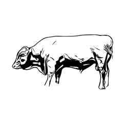 sketch of a buffalo with a transparent background