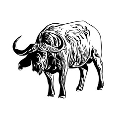 sketch of a buffalo with a transparent background